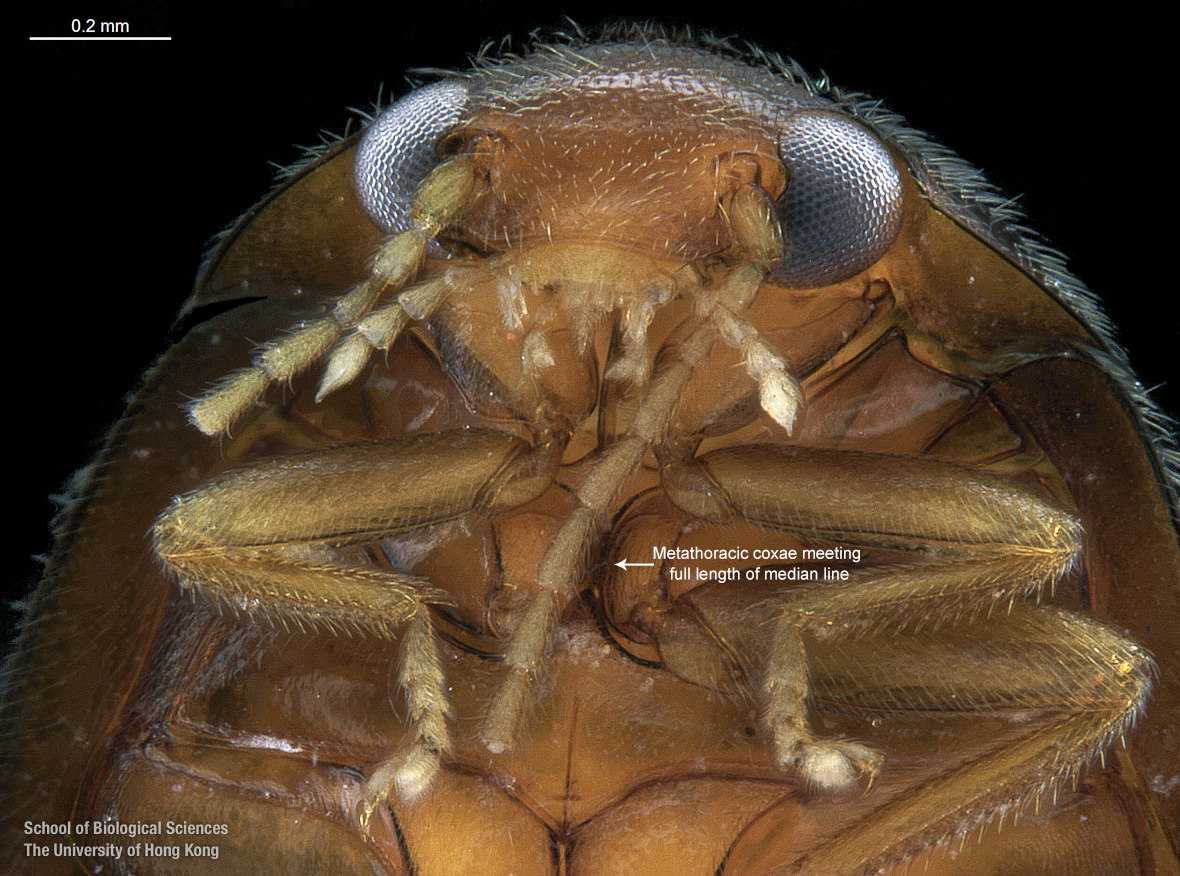 Head in ventral view
